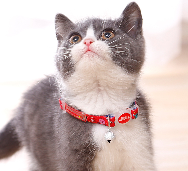 Collar decorado para gatos